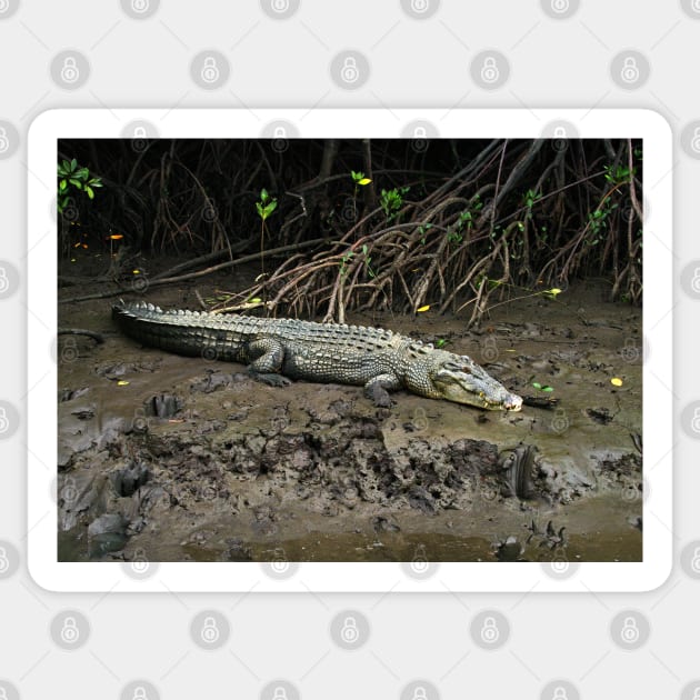 Crocodile - Chinaman Creek - Cairns Sticker by pops